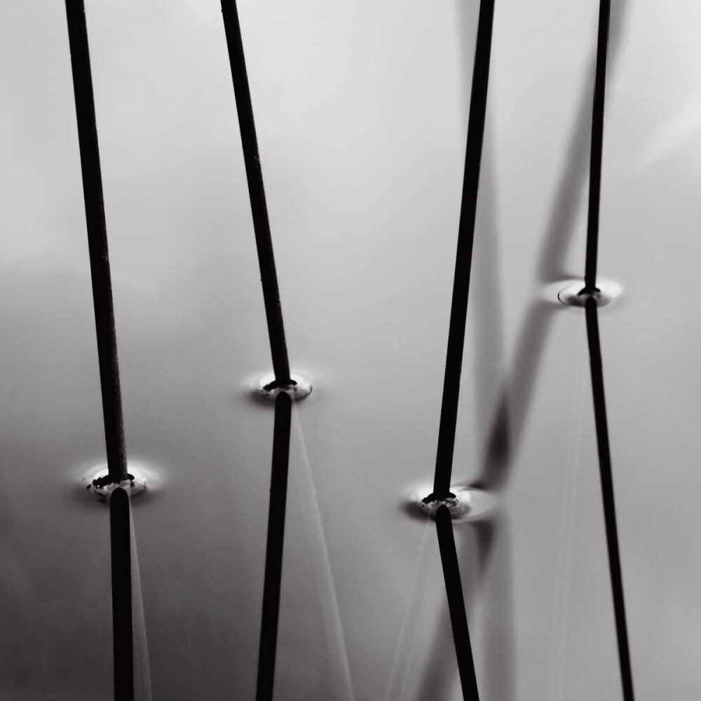 Four Reeds Poster Print by David Gray - Item # VARPDXDG105GG