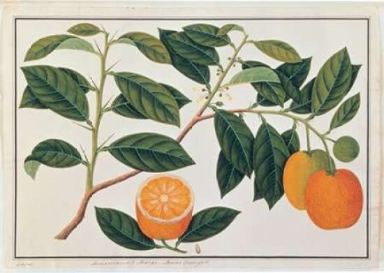 Macao Oranges Poster Print by  19th C Anonymous - Item # VARPDXBM14
