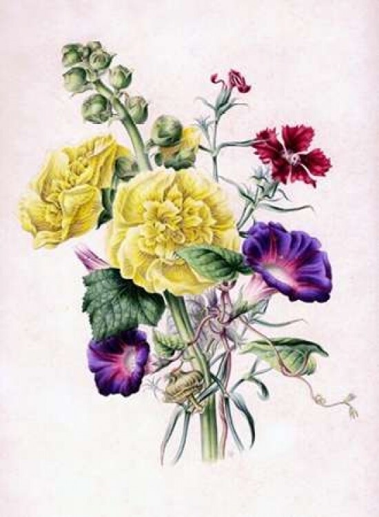 Hollyhocks Poster Print by  James Andrews - Item # VARPDXJA10