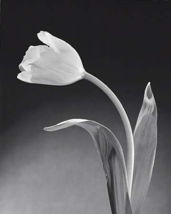 Solo Tulip Poster Print by Dick and Diane Stefanich - Item # VARPDX6109