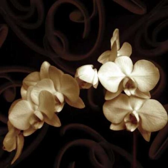 Elegance Poster Print by Ily Szilagyi - Item # VARPDXSIP216