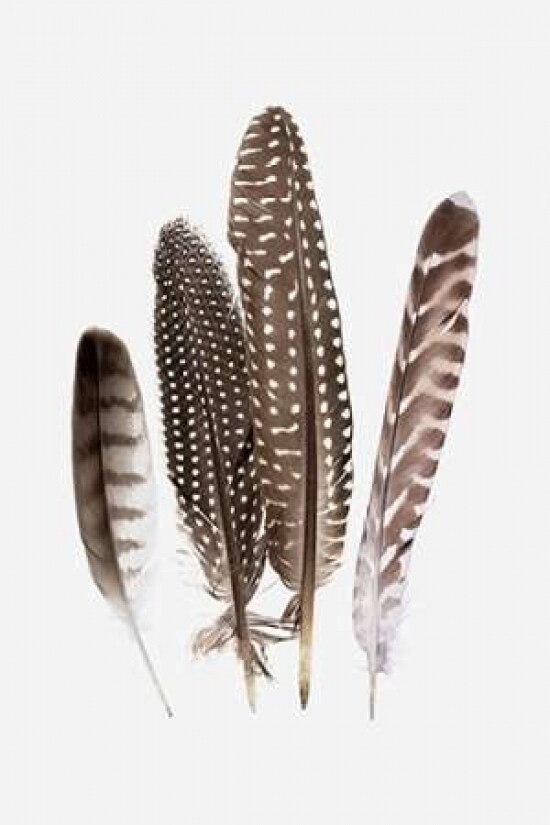 Feathers II Poster Print by PI Studio