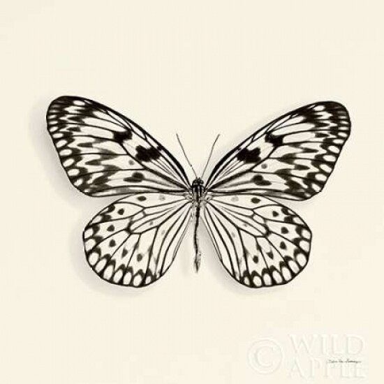 Butterfly V BW Crop Poster Print by Debra Van Swearingen - Item # VARPDX25726