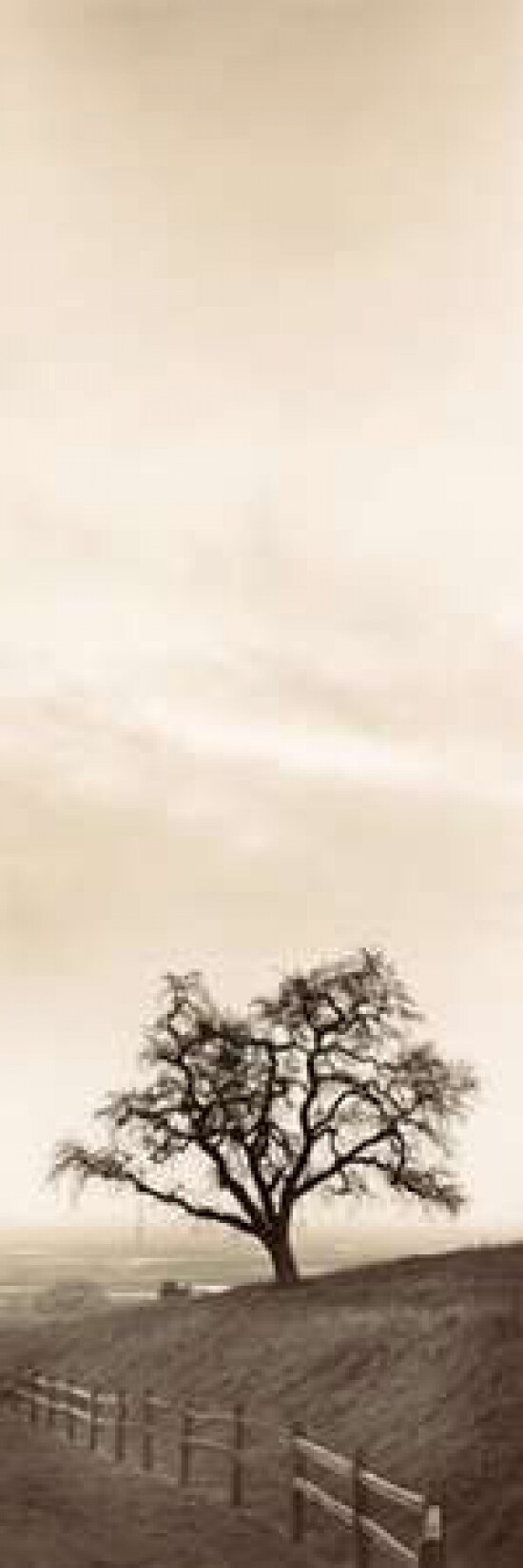 Sentinel Oak Tree Poster Print by Alan Blaustein - Item # VARPDXB1293D