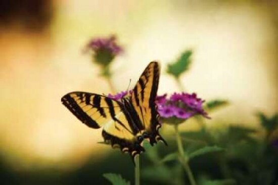Garden Butterfly IV Poster Print by Philip Clayton-Thompson - Item # VARPDXPSTMP107