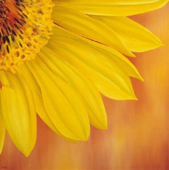 Sunflower II Poster Print by Yvonne Poelstra-Holzhaus - Item # VARPDXGA0100041