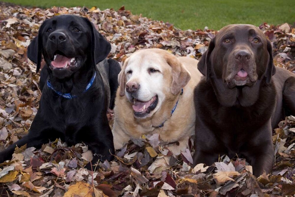 Labrador retriever dogs in a pile of leaves PR by Wendy Kaveney - Item # VARPDXNA02BJA0019