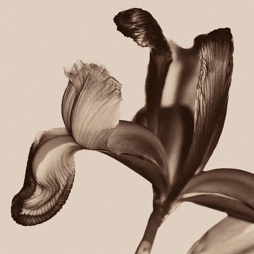 Iris I Sepia on Beige Poster Print by David Pollard # PDV116956