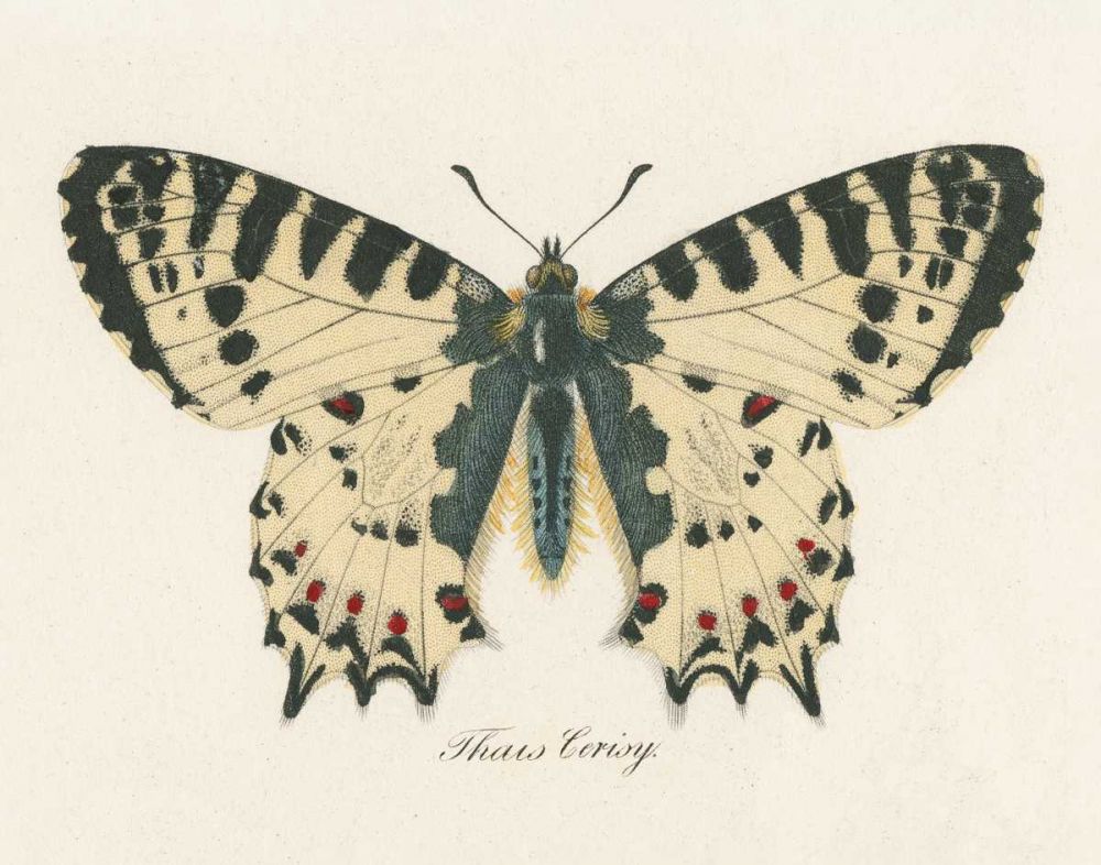 Natures Butterfly I by Wild Apple Portfolio - Item # VARPDX67541