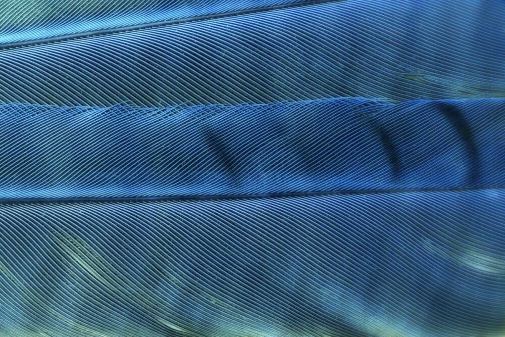 Detail of blue Jay feathers by Don Paulson - Item # VARPDXNA01BJA0135