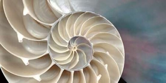 Nautilus Poster Print by Andrew Levine - Item # VARPDXLAP220