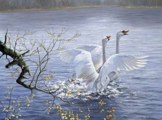 Swans Poster Print by Peter Motz - Item # VARPDXPM199006