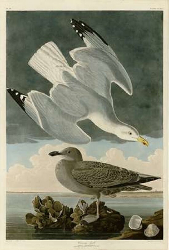 Herring Gull Poster Print by  John James Audubon - Item # VARPDXJJA291