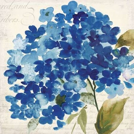 Hampton Hydrangea II Poster Print by Asia Jensen