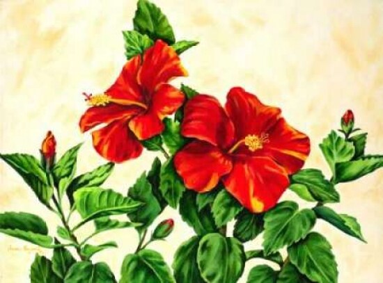 Red Hibiscus Poster Print by Jane Segrest - Item # VARPDXJS5002