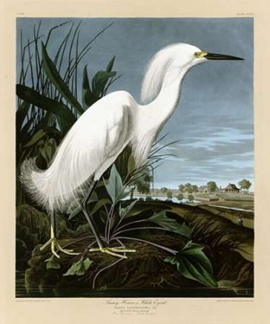 Snowy Heron or White Egret Poster Print by  John James Audubon - Item # VARPDXJJA242