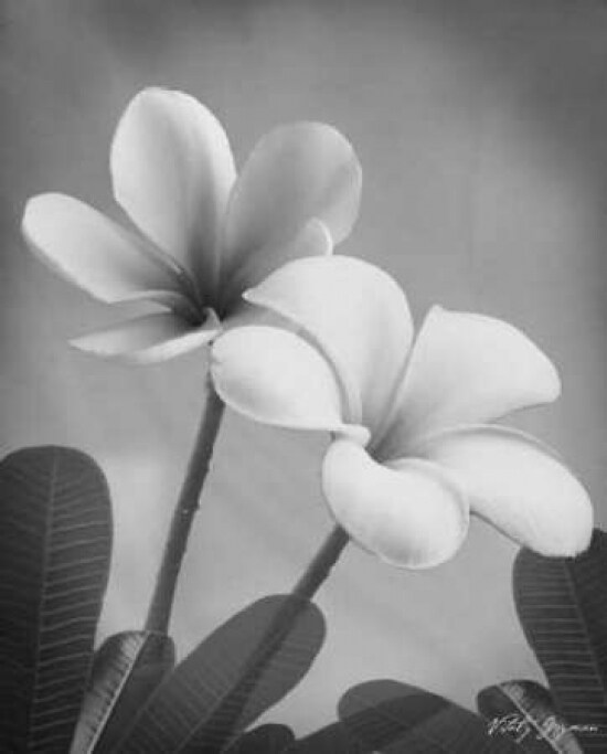 Plumeria II Poster Print by Vitaly Geyman - Item # VARPDXVIT019