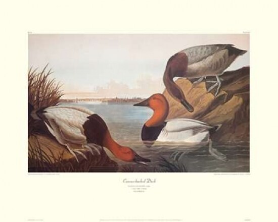 Canvas-Backed Duck Poster Print by John James Audubon - Item # VARPDX133140