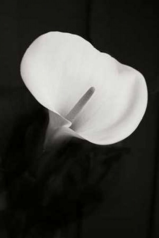 Calla Lily Perfection II Poster Print by Vitaly Geyman - Item # VARPDXPSVIT516