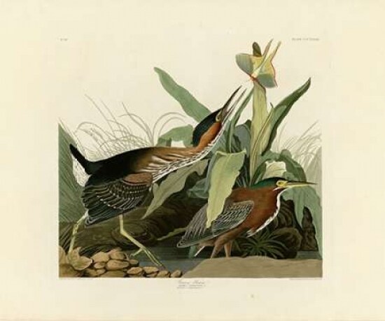 Green Heron Poster Print by John James Audubon - Item # VARPDXJJA333