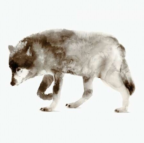 Wolf Poster Print by Edward Selkirk
