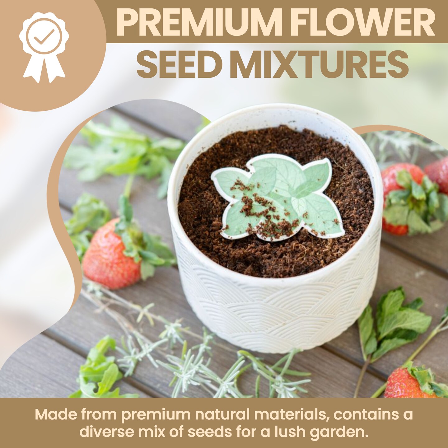 planting cherry seeds Black Cherry Tree Seeds, 35 Seeds Per Packet
