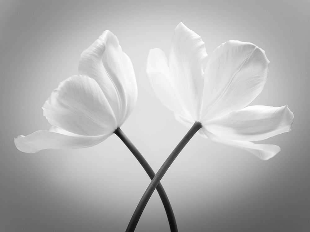Two Tulip flowers crossed, FTBR-1821 Poster Print by Assaf Frank - Item # VARPDXAF20120427611C01