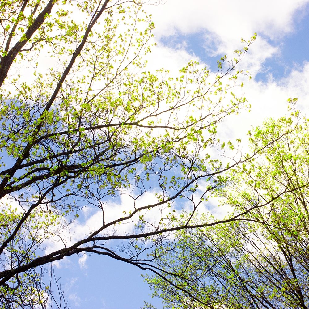 Spring Sky II Poster Print by Judy Stalus - Item # VARPDXJD140A