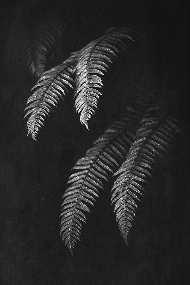 Black and White Forest Ferns II Poster Print by Nature Magick Nature Magick # GI570A