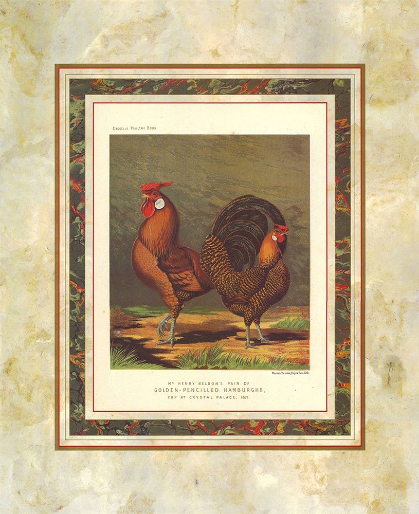 Golden Pencilled Hamburghs, Cassells Poultry Book Poster Print by J.W. Ludlow # A14131