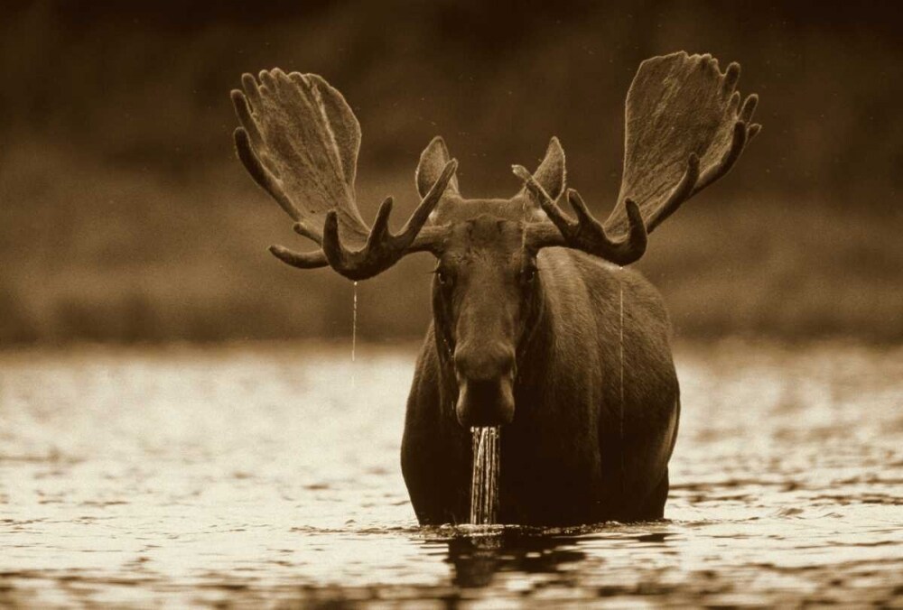 Moose male raising its head while feeding on the bottom of a lake, North America Poster Print by Tim Fitzharris - Item # VARPDX395924