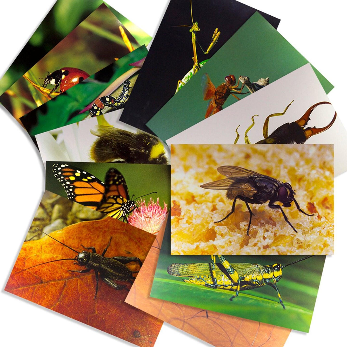 Insects &#x26; Bugs Real Life Learning Poster Card Set, Set of 14