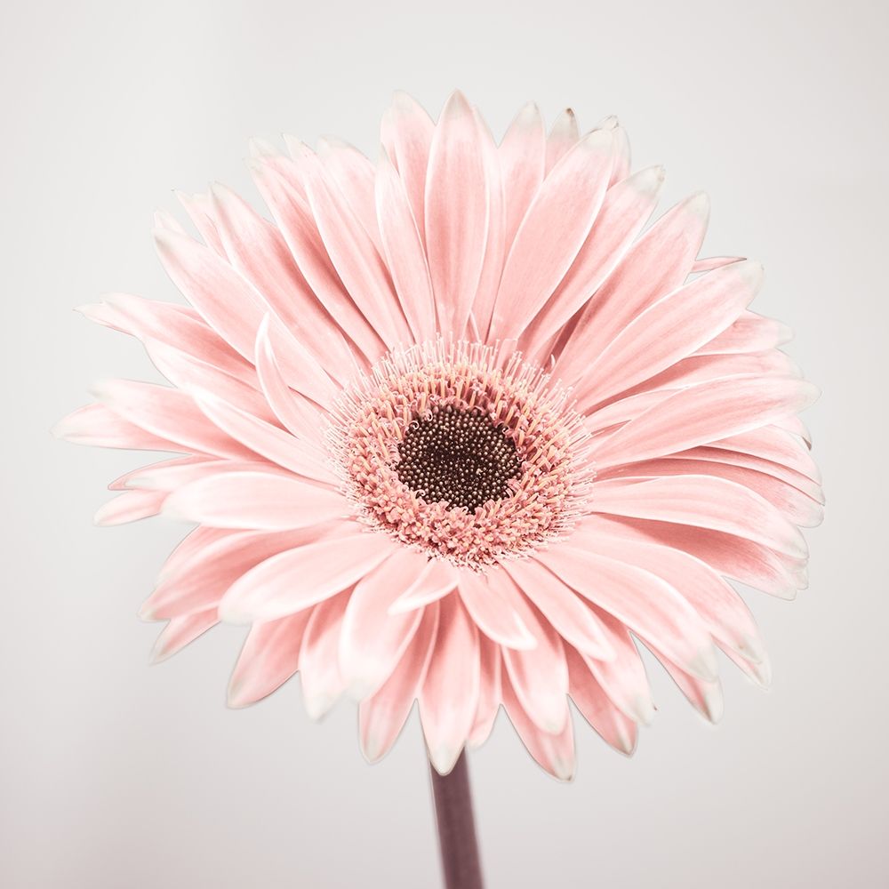 Gerbera Flower - FTBR-1926 Poster Print by Assaf Frank - Item # VARPDXAF20120911016C01