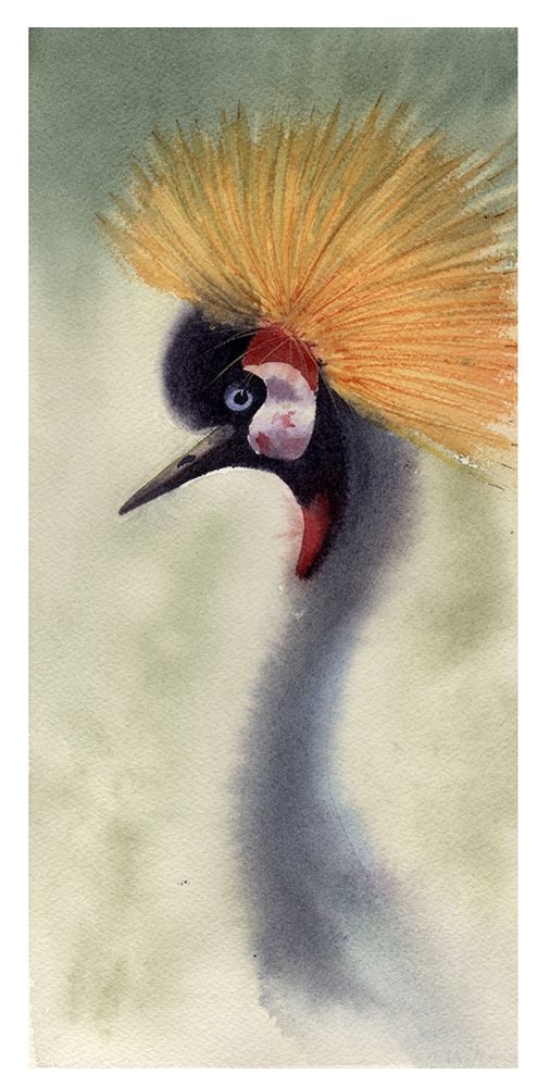 Mohawk Poster Print by Olga Shefranov - Item # VARPDXOG1036