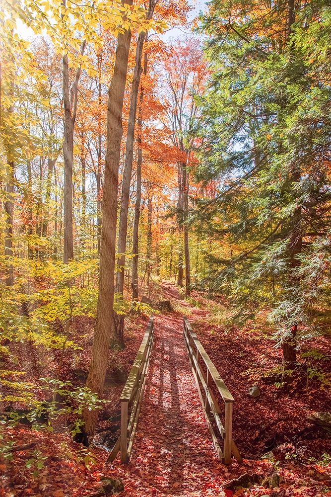 Forest Bridge Poster Print by Brooke T. Ryan # R1306D