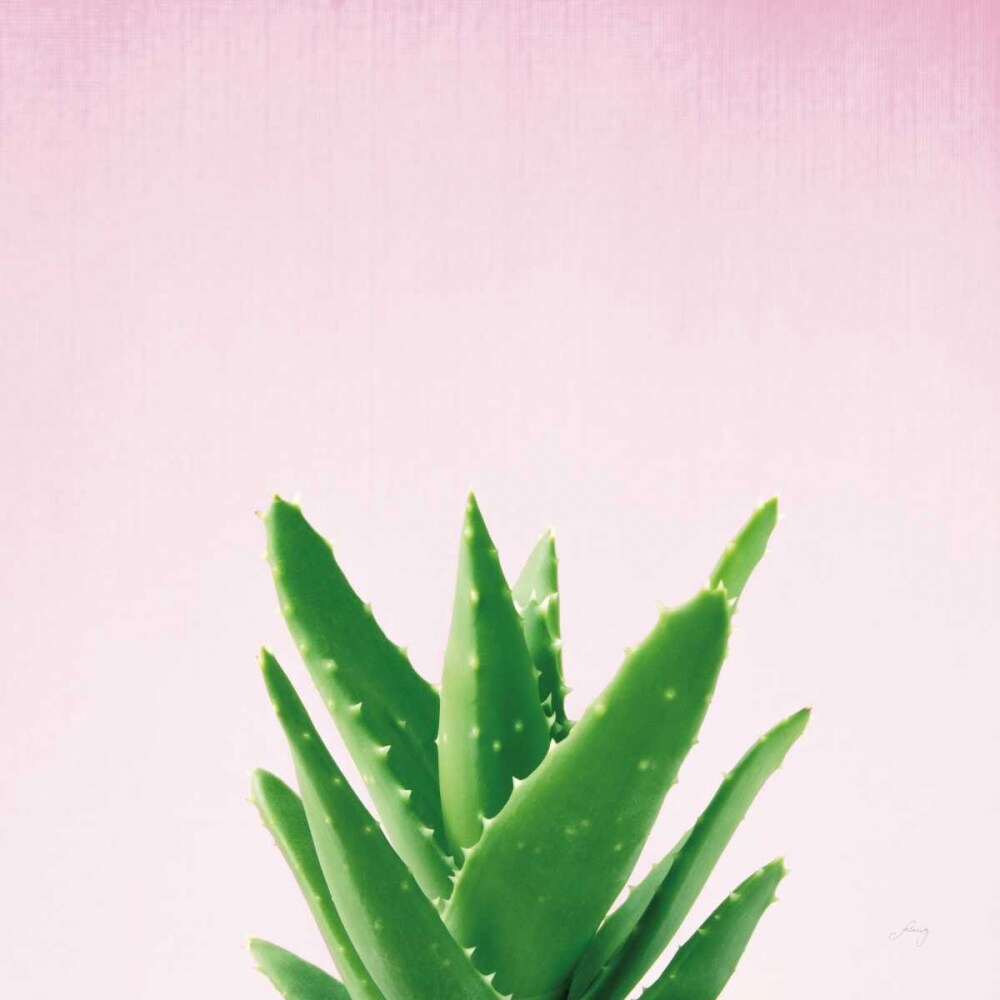 Succulent Simplicity V on Pink Poster Print by Felicity Bradley - Item # VARPDX34350