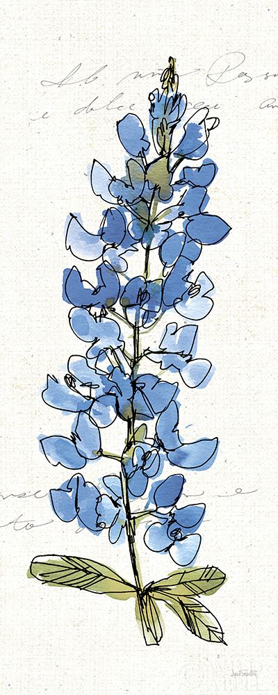 Texas Bluebonnet III Poster Print by Anne Tavoletti - Item # VARPDX37004