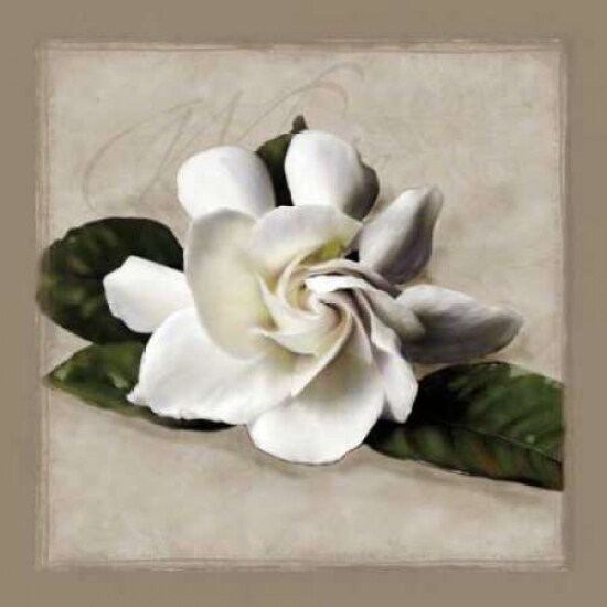 Botanical Gardenia Poster Print by Janel Pahl - Item # VARPDXPLP145
