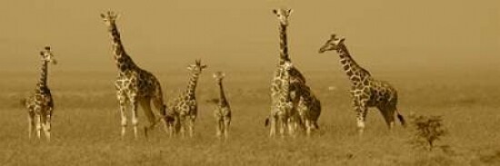 Giraffes Poster Print by Sarah Farnsworth - Item # VARPDX7184A