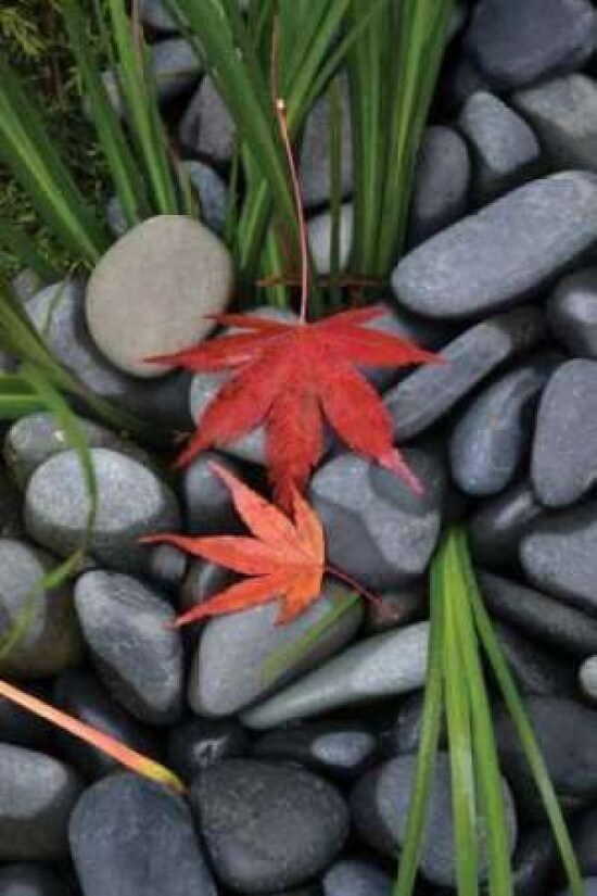 Maple Leaves I Poster Print by Brian Moore - Item # VARPDXPSMRE160