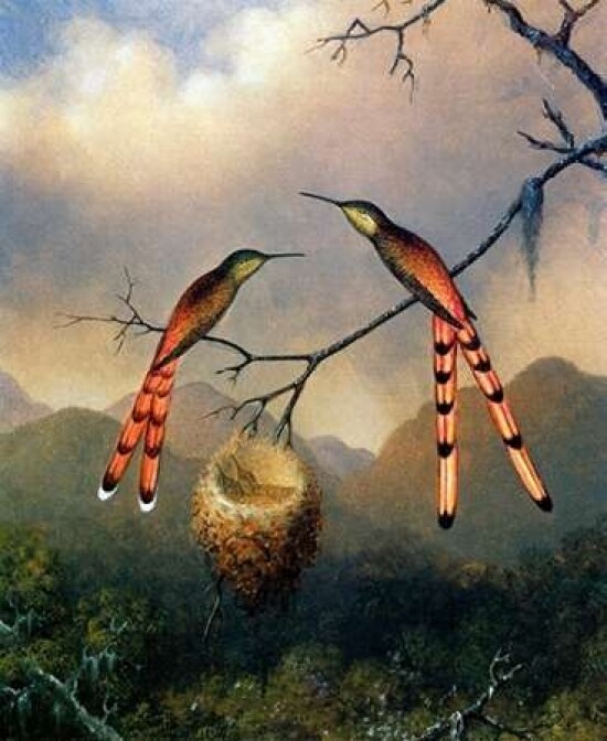 Two Hummingbirds With Their Young Poster Print by  Martin Johnson Heade - Item # VARPDX375818