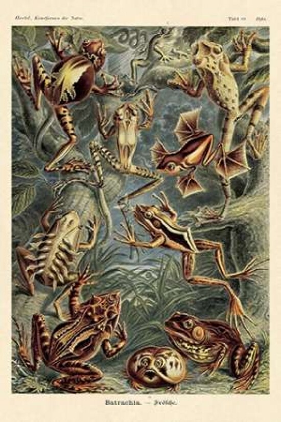 Haeckel Nature Illustrations: Frogs Poster Print by  Ernst Haeckel - Item # VARPDX449711