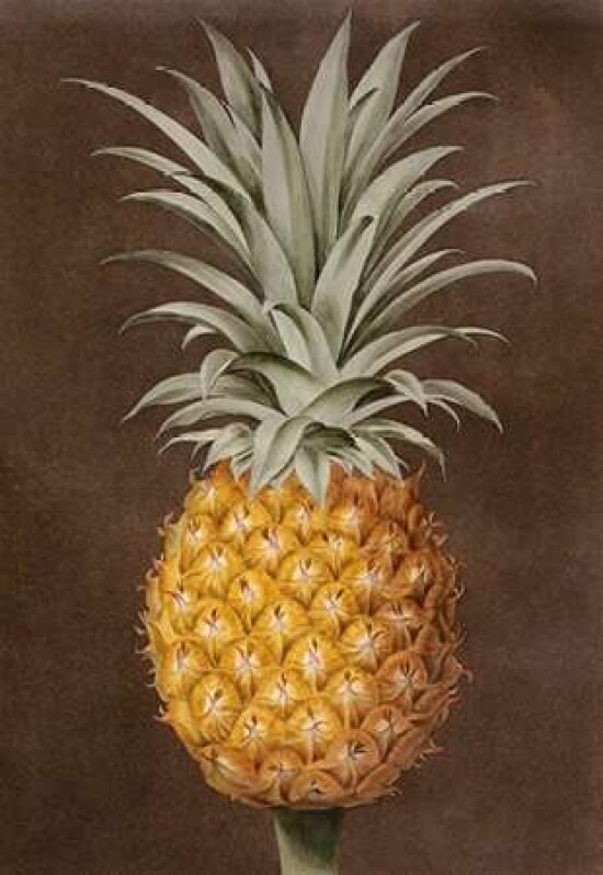 Pineapple Poster Print by  George Brookshaw - Item # VARPDX267786