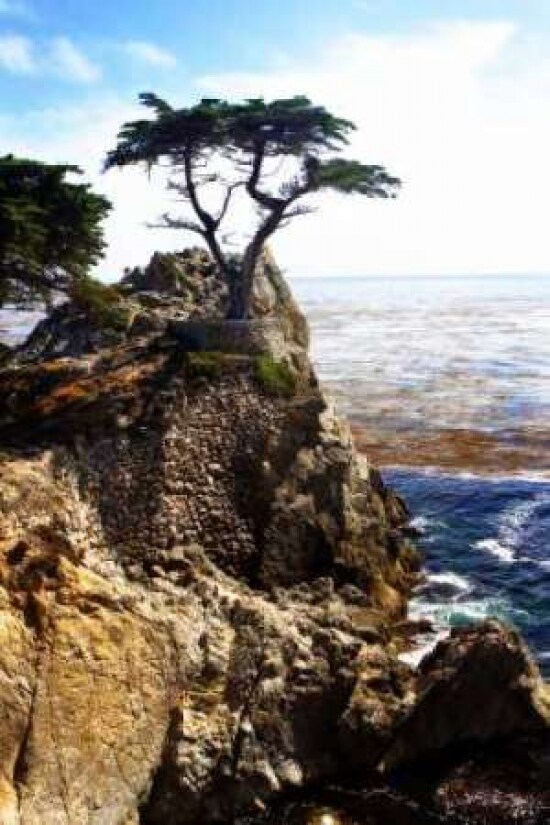 Lone Cypress I Poster Print by Alan Hausenflock - Item # VARPDXPSHSF610