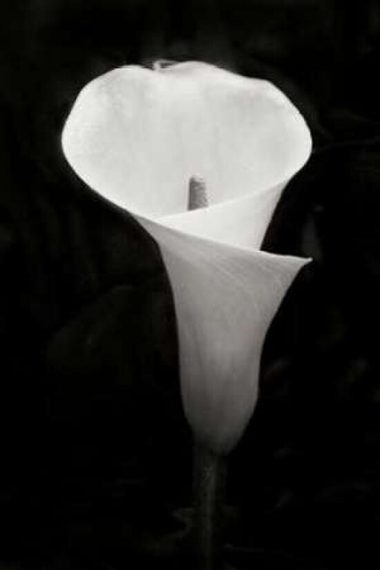 Calla Lily Perfection IV Poster Print by Vitaly Geyman - Item # VARPDXPSVIT518