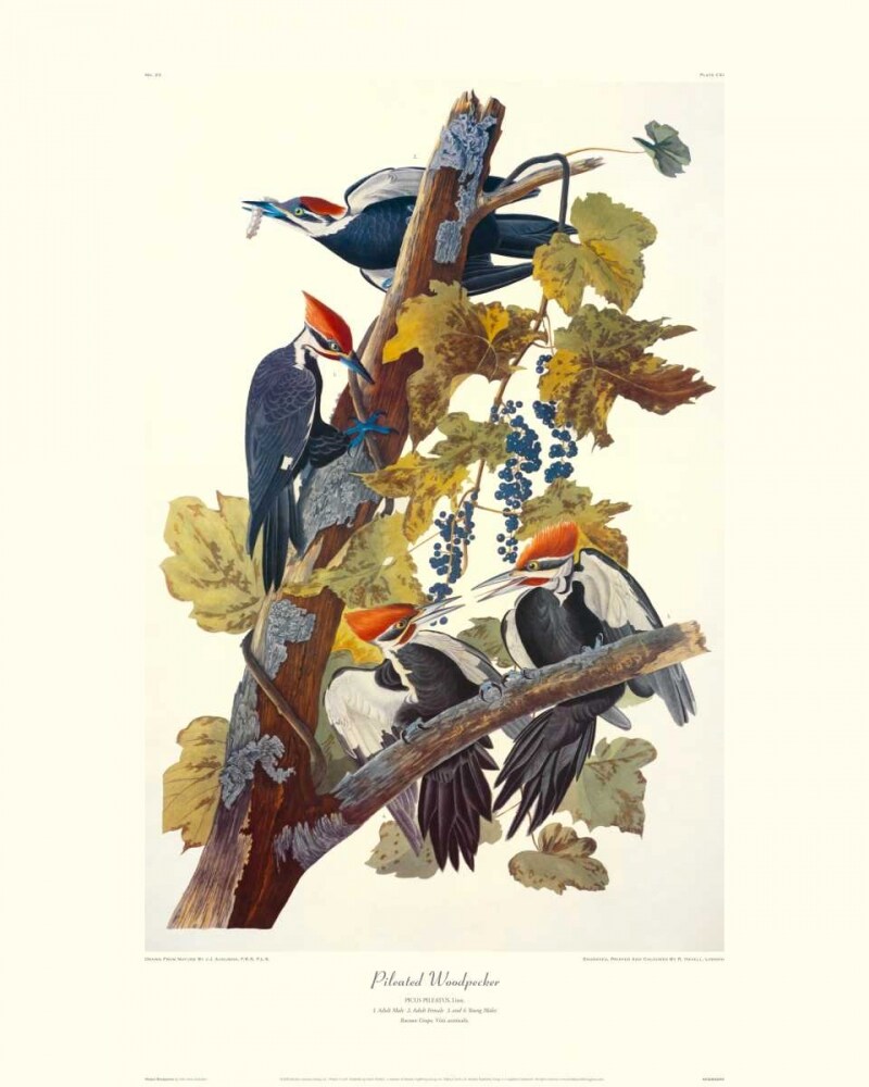 Pileated Woodpecker Poster Print by John James Audubon - Item # VARPDX132768