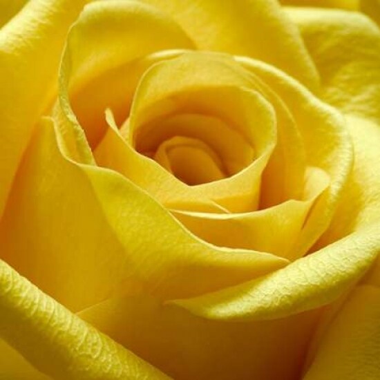 Yellow Rose Poster Print by PhotoINC Studio - Item # VARPDXIN30866