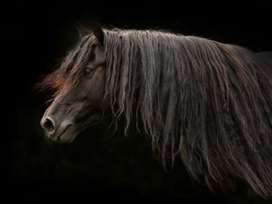 Ebony Poster Print by Tony Stromberg - Item # VARPDXS1443D