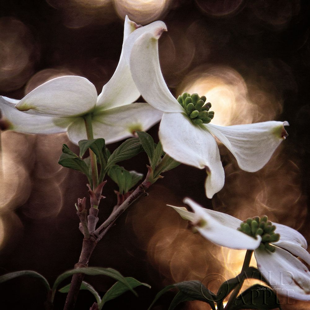 White Dogwood I Poster Print by Debra Van Swearingen # 63810