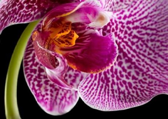 Purple Orchid 2 Poster Print by Barry Seidman - Item # VARPDXBSRC004B
